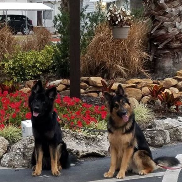 Meet your Posher, Rosanna - Picture 1 of 1